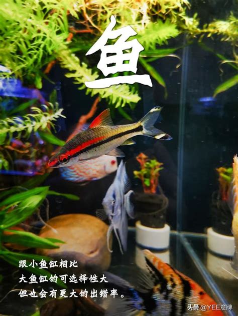 一尺魚缸養多少魚|魚缸魚數量精準計算